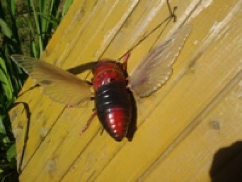 Обзор мобильных телефонов Samsung S5230 и S5600 - сенсорные "близнецы" Обзор мобильных телефонов Samsung S5230 и S5600 - сенсорные "близнецы"