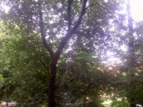 Обзор коммуникатора Acer Х960 Tempo – могучий гаджет Обзор коммуникатора Acer Х960 Tempo – могучий гаджет