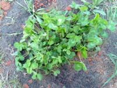 Между Nokia и Nokia: 5530 vs 5230 Между Nokia и Nokia: 5530 vs 5230