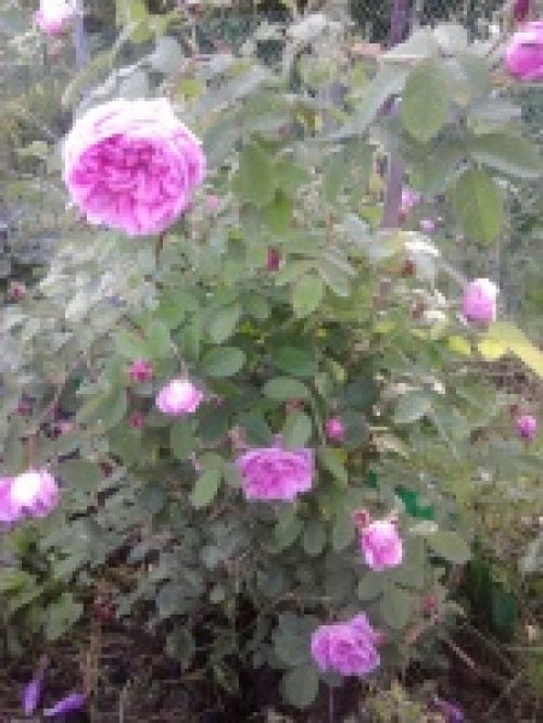 Обзор мобильных телефонов Samsung S5230 и S5600 - сенсорные "близнецы" Обзор мобильных телефонов Samsung S5230 и S5600 - сенсорные "близнецы"