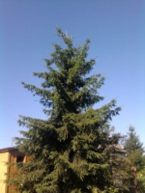 Обзор мобильных телефонов Samsung S5230 и S5600 - сенсорные "близнецы" Обзор мобильных телефонов Samsung S5230 и S5600 - сенсорные "близнецы"