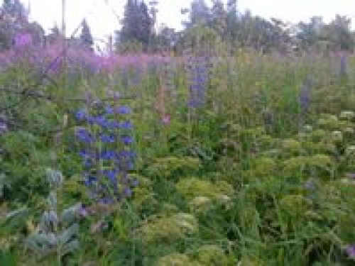 Обзор Sony Ericsson T715 Обзор Sony Ericsson T715