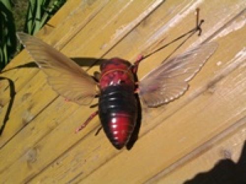 Обзор мобильных телефонов Samsung S5230 и S5600 - сенсорные "близнецы" Обзор мобильных телефонов Samsung S5230 и S5600 - сенсорные "близнецы"