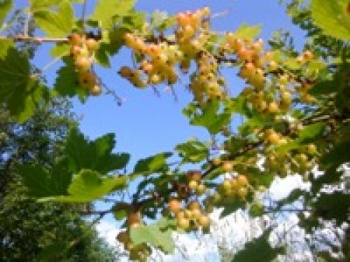 Обзор Sony Ericsson T715 Обзор Sony Ericsson T715