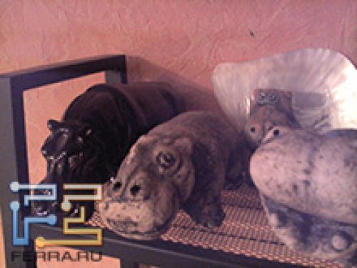 Примеры снимков, сделанных камерой Highscreen Hippo