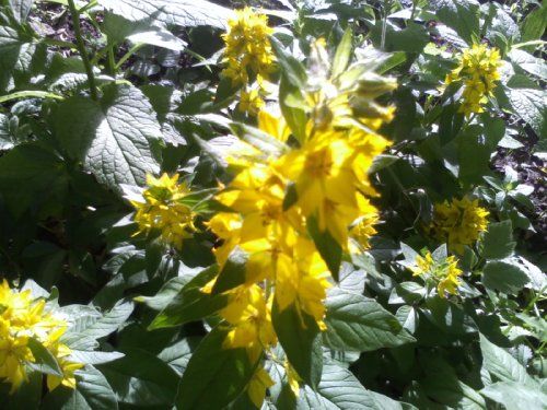 Обзор МТС Qwerty 655