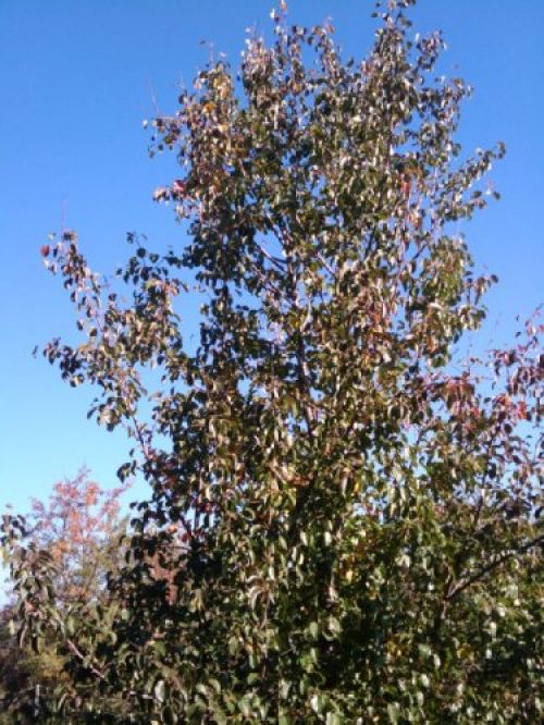 Примеры фото с HTC G1: