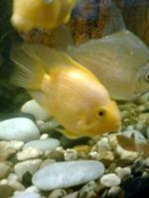 Обзор Nokia 5130 XpressMusic – музыка в цвете Обзор Nokia 5130 XpressMusic – музыка в цвете