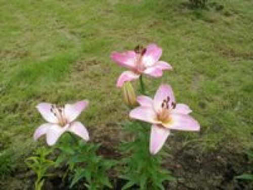 Nokia N86 8Мп – кто на новенького?