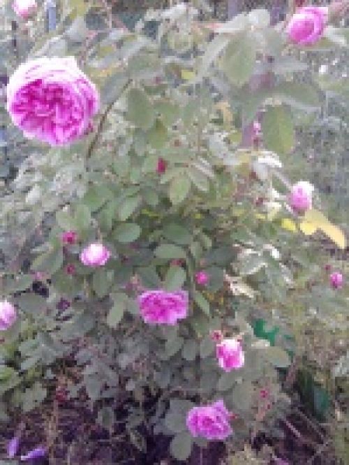 Обзор мобильных телефонов Samsung S5230 и S5600 - сенсорные "близнецы" Обзор мобильных телефонов Samsung S5230 и S5600 - сенсорные "близнецы"