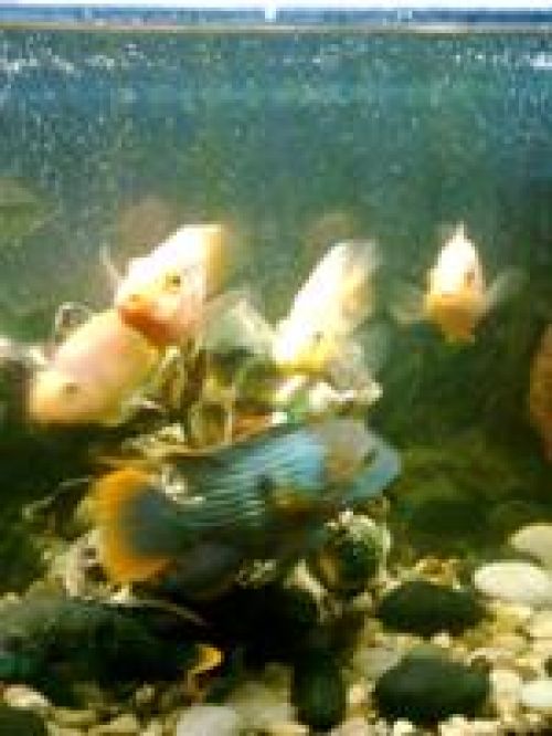 Обзор Nokia 5130 XpressMusic – музыка в цвете Обзор Nokia 5130 XpressMusic – музыка в цвете