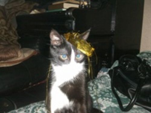 Обзор Sony Ericsson C901 Обзор Sony Ericsson C901