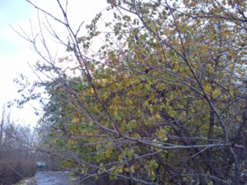 Обзор Sony Ericsson T715 Pixon12