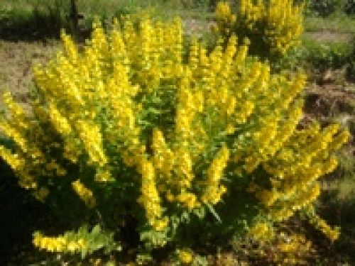 Обзор мобильных телефонов Samsung S5230 и S5600 - сенсорные "близнецы" Обзор мобильных телефонов Samsung S5230 и S5600 - сенсорные "близнецы"