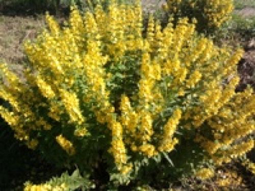 Обзор мобильных телефонов Samsung S5230 и S5600 - сенсорные "близнецы" Обзор мобильных телефонов Samsung S5230 и S5600 - сенсорные "близнецы"