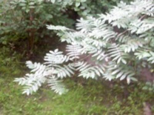 Обзор коммуникатора Acer Х960 Tempo – могучий гаджет Обзор коммуникатора Acer Х960 Tempo – могучий гаджет