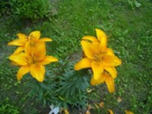 Nokia N86 8Мп – кто на новенького?