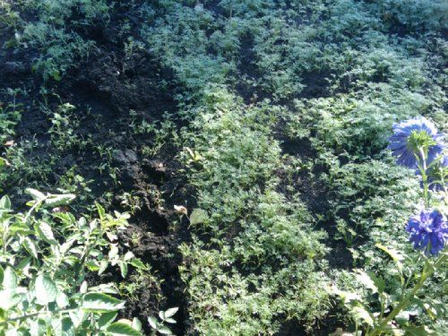 Примеры фото с HTC G1: