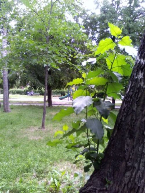 Обзор МТС Qwerty 655