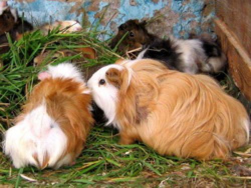 Кадр из фильма &laquo;Мегамозг&raquo;