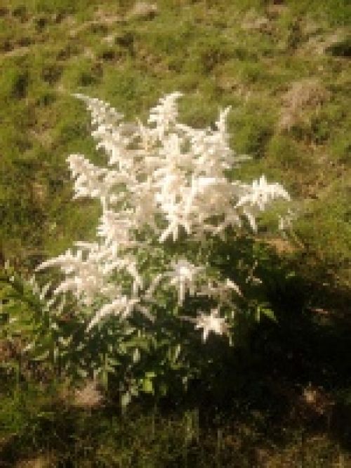 Обзор мобильных телефонов Samsung S5230 и S5600 - сенсорные "близнецы" Обзор мобильных телефонов Samsung S5230 и S5600 - сенсорные "близнецы"