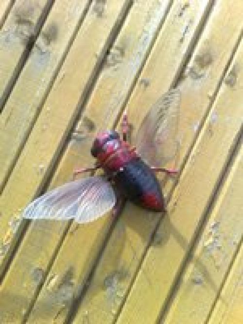 Личный опыт – Nokia N95