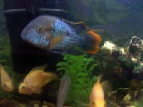 Обзор коммуникатора Acer Х960 Tempo – могучий гаджет Обзор коммуникатора Acer Х960 Tempo – могучий гаджет