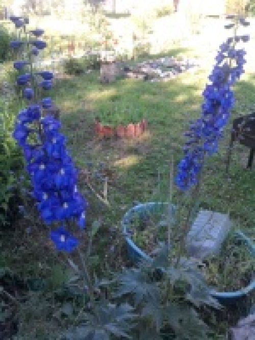 Обзор мобильных телефонов Samsung S5230 и S5600 - сенсорные "близнецы" Обзор мобильных телефонов Samsung S5230 и S5600 - сенсорные "близнецы"