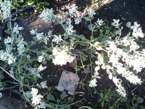 Примеры фото с HTC G1: