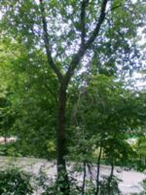 Обзор Nokia 5130 XpressMusic – музыка в цвете Обзор Nokia 5130 XpressMusic – музыка в цвете