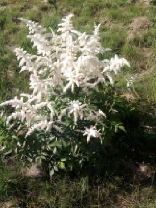 Обзор мобильных телефонов Samsung S5230 и S5600 - сенсорные "близнецы" Обзор мобильных телефонов Samsung S5230 и S5600 - сенсорные "близнецы"