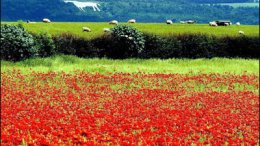 В Украине появится глобальный госпортал о земле