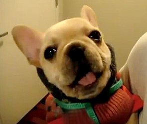 Говорящий щенок очаровал Интернет