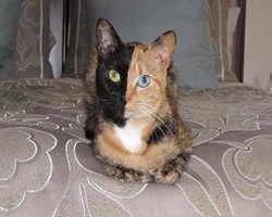 Необычная двуликая кошка-химера стала звездой Интернета