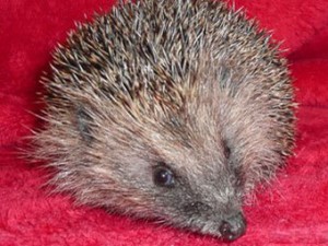 Спасенный из пачки чипсов еж завел блог