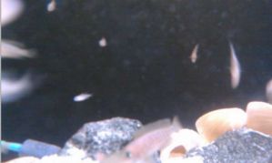 Хотите быстро перезагружать смартфон и использовать его в качестве веб-камеры?