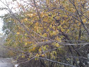 Сравнение 12Мп камерофонов: Sony Ericsson Satio против Samsung GT-M8910 Pixon12