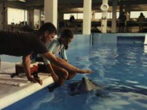 "История дельфина" выбилась в лидеры проката США