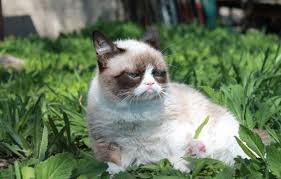 О сердитом котике снимут полнометражный фильм