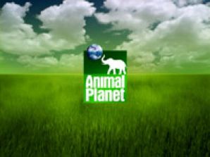 Animal Planet открывает сезон диких приключений