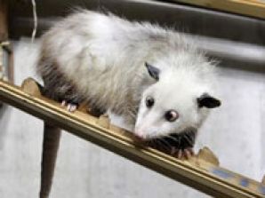 Косоглазый опоссум Хайди снимется в немецком сериале