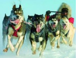 Студия Ю7 найдет работу для вашей собаки