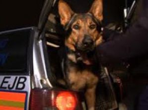 Студия Ю7 расскажет о работе собак в полиции