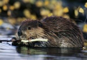 Студия Ю7 выпускает Великую Книгу Природы