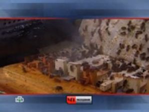 Вещание НТВ через НТВ+ прерывалось во время трансляции "Дела в кепке"