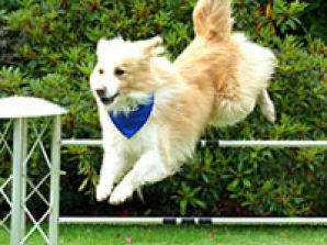 Студии Ю7 выпустила на рынок сериал про собак