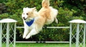 "Танцы с собаками" от Студии Ю7