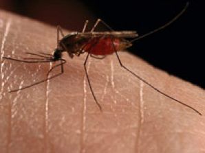 Тайваньской телеведущей в прямом эфире в рот залетел москит