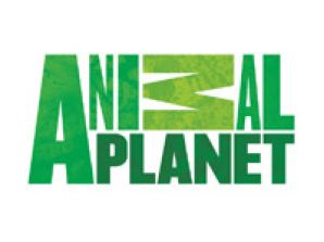 Animal Planet приглашает на курсы собачьего языка