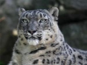 Студия Ю7 идет по следу диких животных